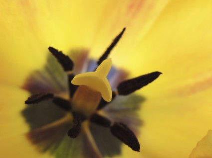 pieczęć tulipan żółty
