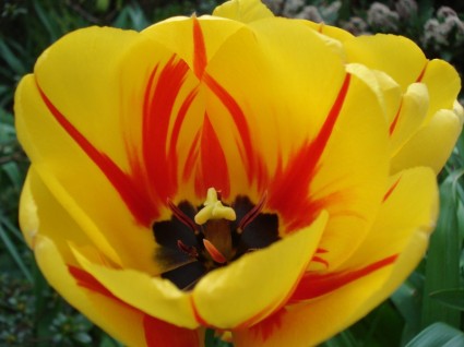 Tulipan stengel znaczek