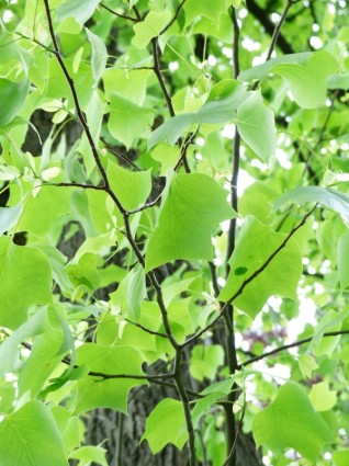 Tulpenbaum-Baum-Blätter
