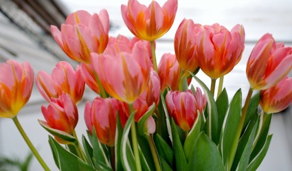 Tulip Hoa tulip flower