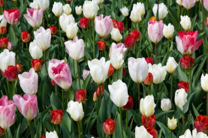 Fondo de pantalla de tulipán