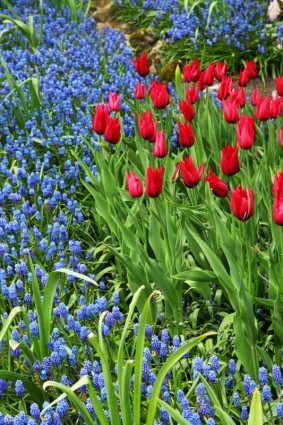 Hoa tulip và hyacinths nho
