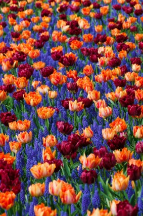 tulipany i hiacynty winogron