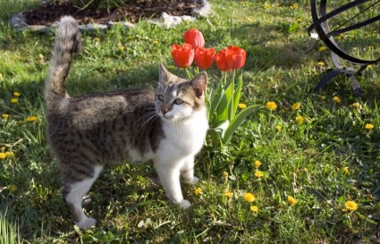 tulipes et le chat