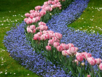 cama de tulipas cor de rosa