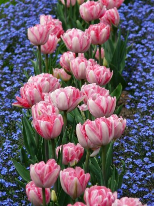 Hoa tulip giường màu hồng