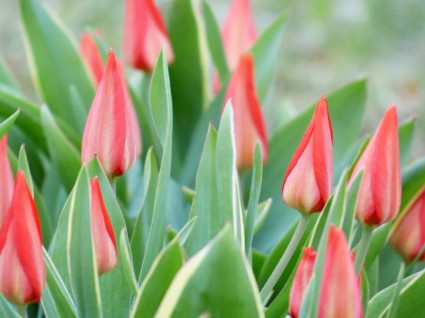 Tulip Tulip hitam ditutup