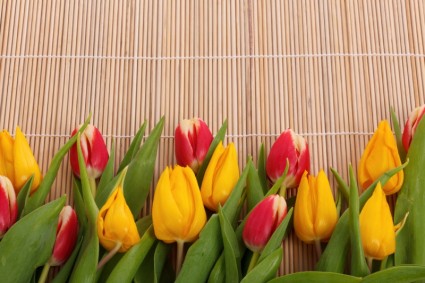 frontera de tulipanes