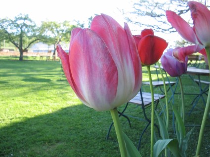 tulipas cor de flor