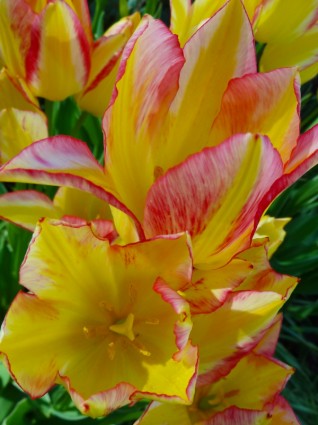 tulipany kwiat natur