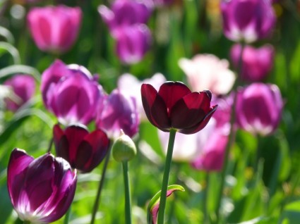 Alam Bunga Tulip