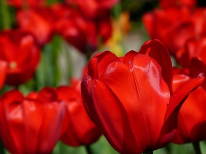 tulipany kwiat natura