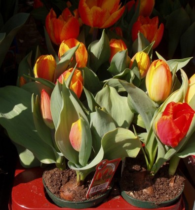 primavera de flores de los tulipanes