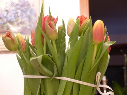 Tulipe fleurs tulipes
