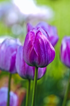 giardino fiori Tulipani