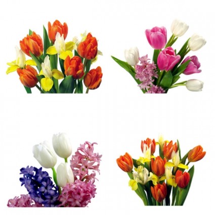 imágenes hd de tulipanes