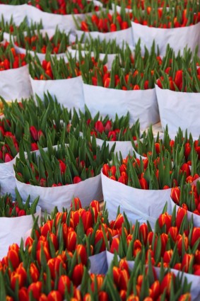 tulipes en sacs