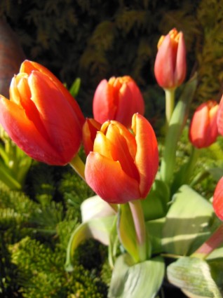 Тюльпаны оранжевый красный