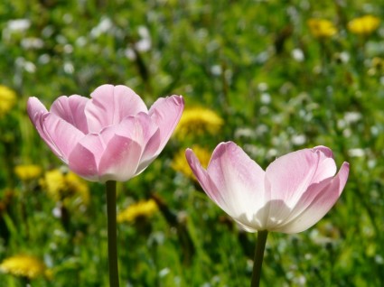 bianco di tulipani rosa