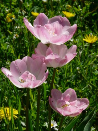 Белые тюльпаны розовые