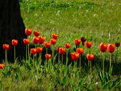 contre-jour de tulipes rouges