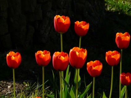 Tulip merah kembali cahaya