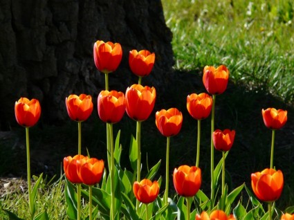 contre-jour de tulipes rouges