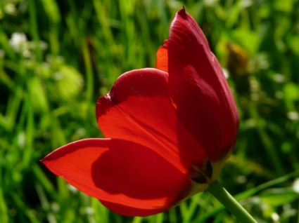 Tulpen rot hinten Licht