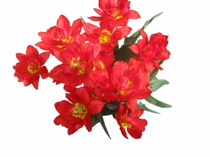 primavera di tulipani rossi