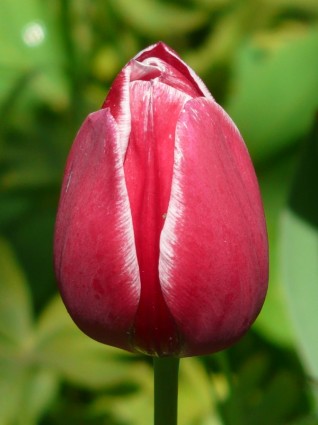 vermelho de tulipas branco