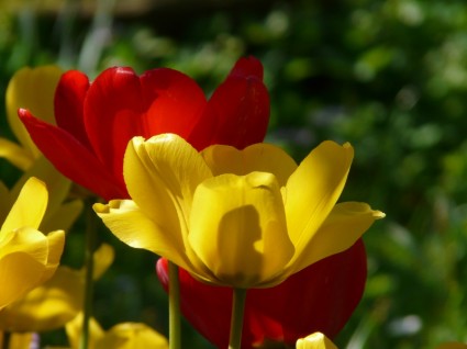 rojo de tulipanes amarillo