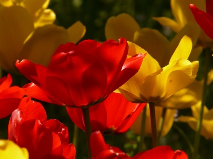 rosso di tulipani giallo