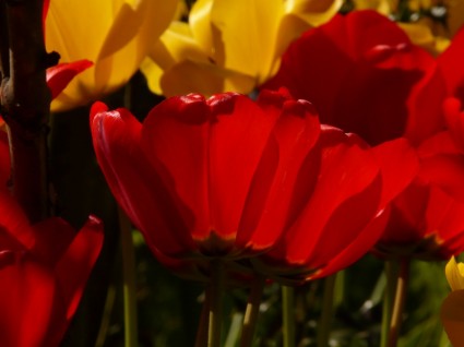 rouge de tulipes jaune