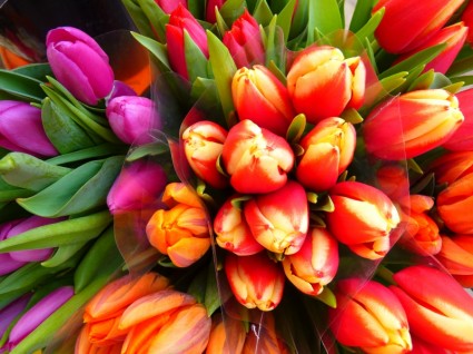 printemps tulipes colorées