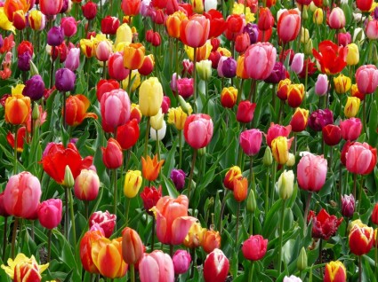 letto di tulipani tulipano