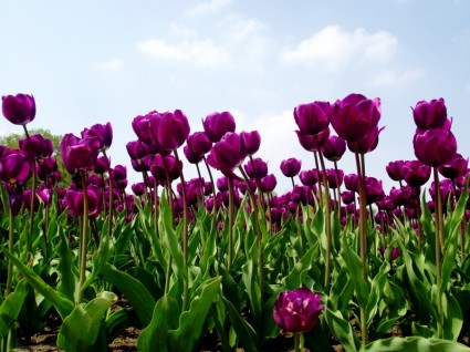 natureza de campo de tulipa tulipas