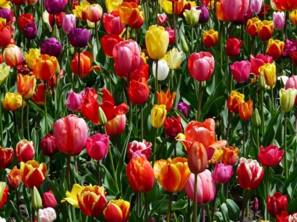 tulpenbluete flores de los tulipanes