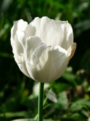 piękne białe tulipany