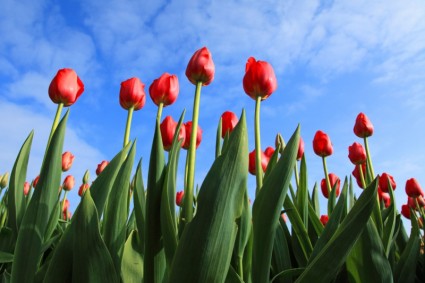 Hoa tulip với bầu trời xanh