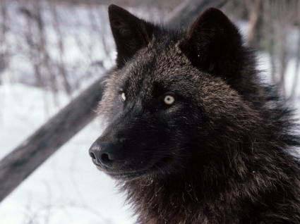 тундра Волк обои волки животные
