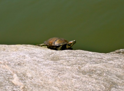 Schildkröte Tier Amphibien
