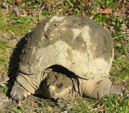kura-kura yang tertutup Lumpur