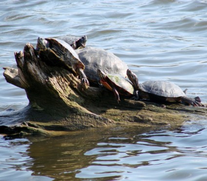 Schildkröte häufen sich
