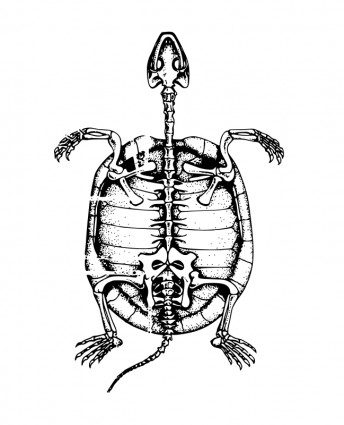 Schildkröte-Skelett