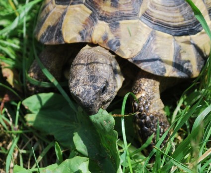 Turtle Summer Meadow