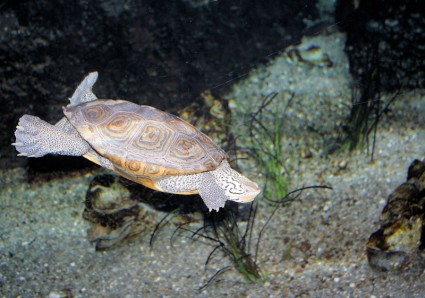 tartaruga nadando
