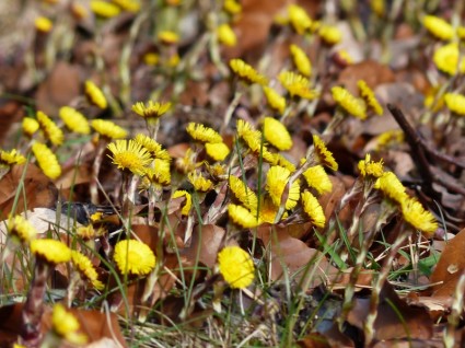 tussilago farfara ดอกไม้สีเหลือง