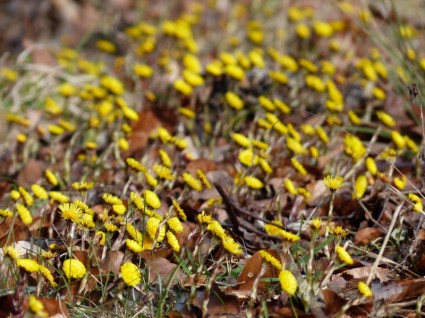 Tussilago farfara flor color amarillo