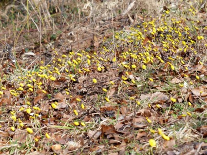 tussilago farfara ดอกไม้สีเหลือง