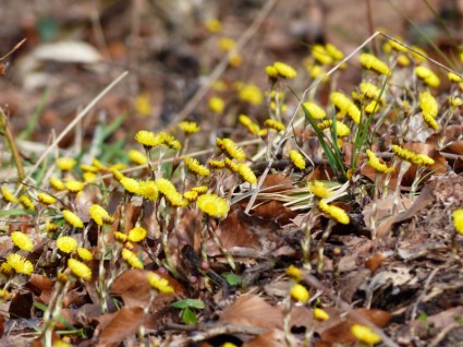 Tussilago farfara flor color amarillo